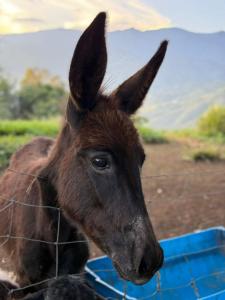 Afbeelding uit fotogalerij van Valle Verde Eco in Riofrío