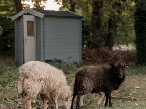 Άλλα ζώα σε αυτό το ξενοδοχείο ή στη γύρω περιοχή