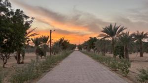a brick road with palm trees and a sunset at Al Ain Farm Escape with Private Pool , Mini Golf , and Firepit in Bin Aḩmad