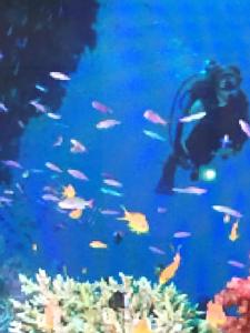 a diver in the ocean with a school of fish at TI PARADIS DE l'ANSE FIGUIER VILLA voir site vacances en martinique in Rivière-Pilote