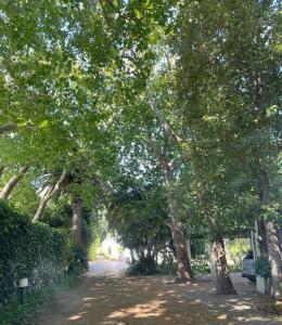 una strada alberata con molti alberi di Airlie Well a Constantia
