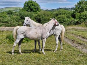 Georgian country house في أبيفيل: اثنين من الخيول تقف بجانب بعضها في حقل