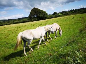 Georgian country house في أبيفيل: اثنين من الخيول البيضاء ترعى في حقل من العشب