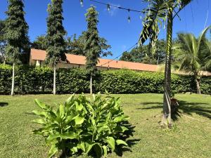 a bush in the grass with a building in the background at Cabañas Green Hills in Las Minas