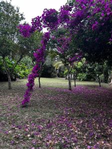 Κήπος έξω από το Encanto do Mar Praia do Rosa