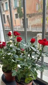 Φωτογραφία από το άλμπουμ του Marin & Kristi στην Πάντοβα