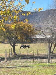 twee paarden rennen in een veld met een boom bij The Desert Farm in Escalante +3 foto's