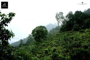 auliculiculiculiculiculiculiculiculiculiculiculiculiculiculic at Tea Escape Holiday Villa and Cabanas in Gampola +5 photos