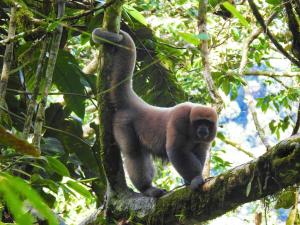 Ein Affe sitzt auf einem Baum in der Unterkunft Amanecer mágico, Putumayo in Villagarzón + 2 Fotos