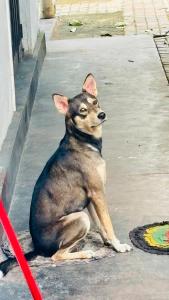 Κατοικίδιο ή κατοικίδια επισκεπτών που μένουν στο chula,s Home Stay