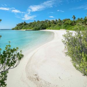 a sandy beach with palm trees and palm trees at Makunudu Island in Makunudhoo