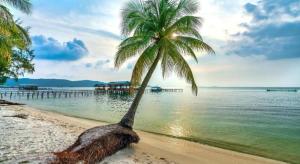 a palm tree sitting on a beach next to the water at Maison Hotel Phu Quoc in Phú Quốc