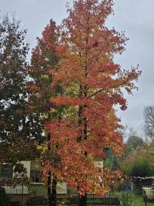 a tree with red leaves in front of a building at Tamika's House in Udine