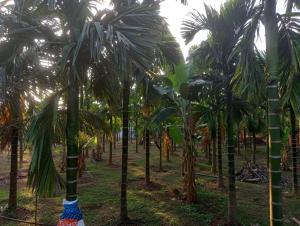 eine Reihe von Palmen auf einem Feld in der Unterkunft Farm House Shetgeri in Ankola