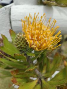 Φωτογραφία από το άλμπουμ του Onewavestay σε Mossel Bay +2 φωτογραφίες