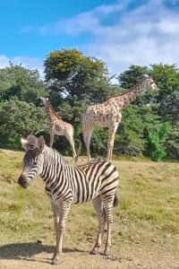 two giraffes and a zebra standing in a field at Zebra Crossing in Bushmans River Village
