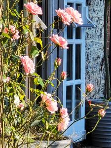 a bunch of pink roses in front of a window at Escape the Ordinary in Piddletrenthide