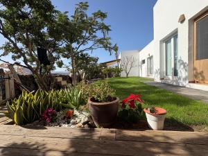 un jardín con macetas de plantas en un patio en joy, en Lajares 26 fotos más