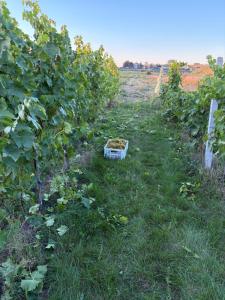 a garden with a basket of dirt in the grass at Agroturystyka na Winnicy in Dys