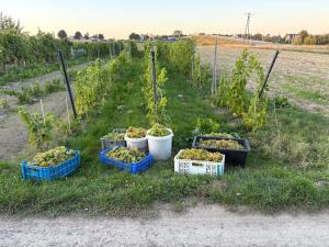 four plants in buckets on the grass in a field at Agroturystyka na Winnicy in Dys