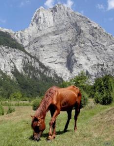 Kulla e gjyshit- Guest House في ثيث: رعي الخيل في حقل امام جبل
