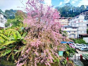 a tree with pink flowers on it in a city at Jo'stel Hotel Winter Green- MG Marg in Gangtok