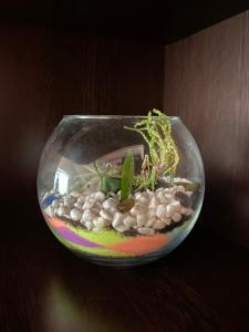 Φωτογραφία από το άλμπουμ του Сирена στο Sveti Vlas