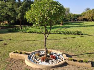 a small tree in a stone planter in a park at Serene Pastures in Midrand