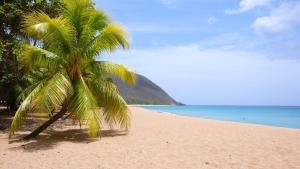 a palm tree on a sandy beach near the ocean at Villa Outaouais T4 in Bielle