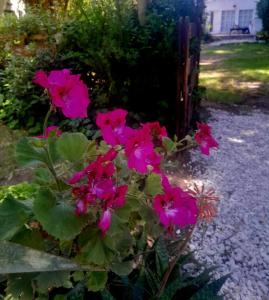 een bos roze bloemen voor een hek bij Viento Sur in Estancia El Polomo +2 foto's