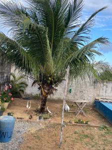 En have udenfor Casa Carapibus