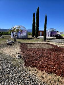 a group of trees and domes in a field at Stargazing Retreats Homestay in Camp Verde +9 photos