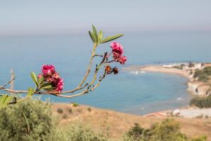 una pianta con fiori rosa su una collina vicino a una spiaggia di B&B Monterosso a Realmonte