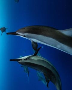 Άλλα ζώα σε αυτό το διαμέρισμα ή στη γύρω περιοχή