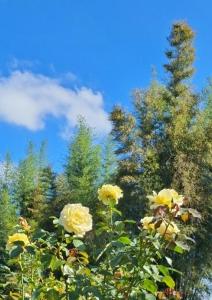 Κήπος έξω από το Monstera