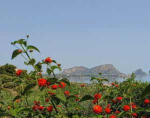 een bos rode bloemen voor een lichaam van water bij Sea View Holiday in Altavilla Milicia