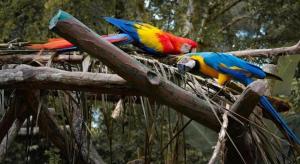 two colorful parrots sitting on a tree branch at SPOT ON 90536 Bens Maju Foreststay in Ayer Keroh +19 photos