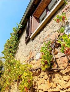 a stone building with a window and plants on it at Chez l'Alsacienne in Andlau