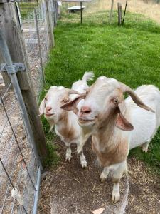 three goats are standing next to a fence at The Bloom Farm Cottage 