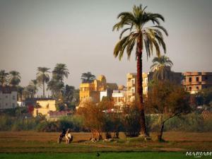 a palm tree and people riding horses in a field at Nile Flower Guesthouse in Luxor