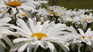 a group of white flowers with yellow centers at Las Rosas in Mar Azul +44 photos