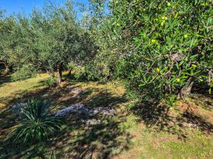 BrzacにあるHoliday Home Sandra by Interhomeの木や草、茂みのあるリンゴ園 +20枚の写真