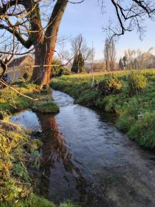 a stream in a field next to a tree at La Tiny du Rioux in Lagnieu
