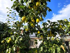 a lemon tree with yellow fruit on a street light at Zimmer & Ferienwohnung Steuer in Leippe
