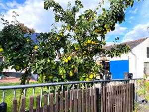 a lemon tree in front of a fence at Zimmer & Ferienwohnung Steuer in Leippe