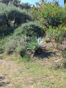 Κήπος έξω από το Villa Bianca Chioselle