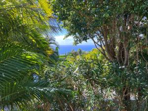 PomKalbas - Les lodges Racines é Zel في Vieux-Fort: منظر المحيط من خلف بعض الأشجار