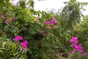 a bunch of pink flowers on a tree at Résidence Farafina in Somone