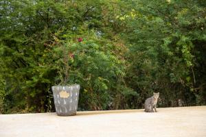 a cat is sitting next to a vase at Résidence Farafina in Somone
