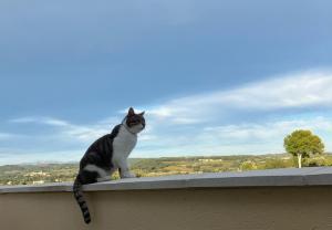 a cat sitting on the ledge of a roof at Les Mourguettes in La Celle-sous-Gouzon